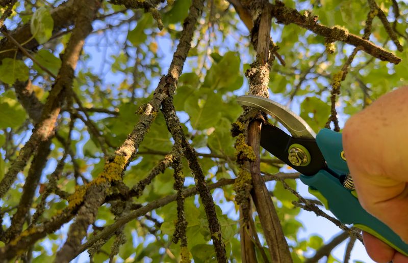 Japanese Tree Pruning