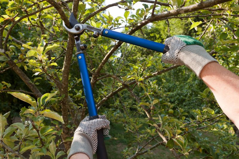 Japanese Tree Pruning