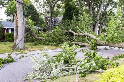 Fallen Tree on Roadside