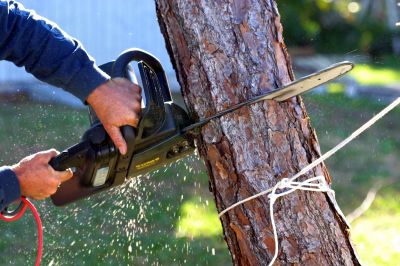 Chainsaw Cutting Fallen Tree