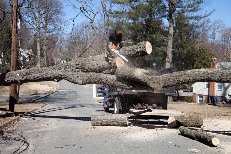 Large Tree Being Lowered Safely