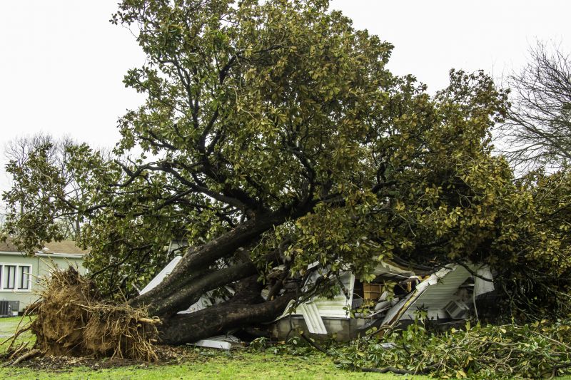 Storm-Damaged Tree on Property