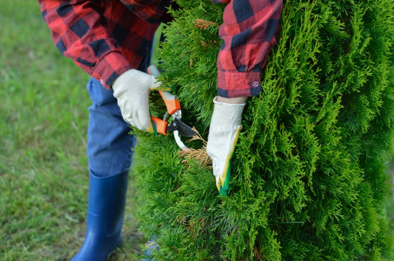 Japanese Tree Pruning