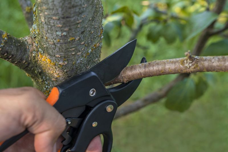Japanese Tree Pruning