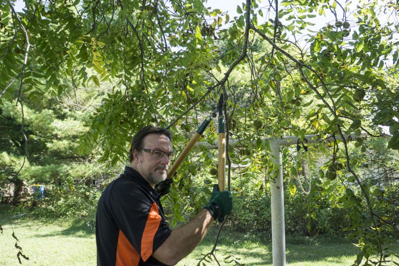 Japanese Tree Pruning
