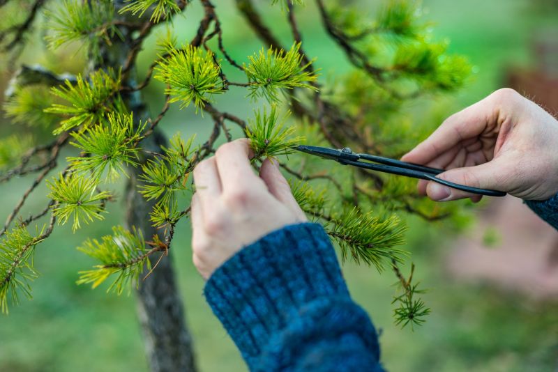 Pruned Japanese Pine