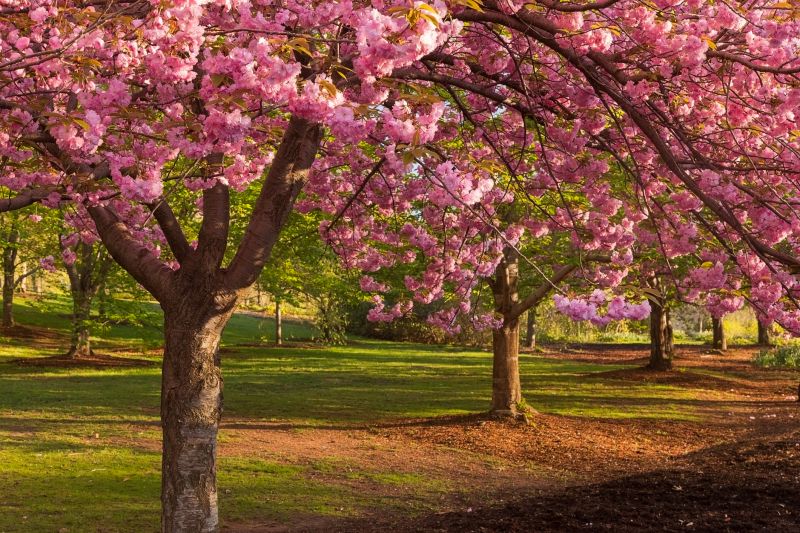 Cherry Blossom Pruning