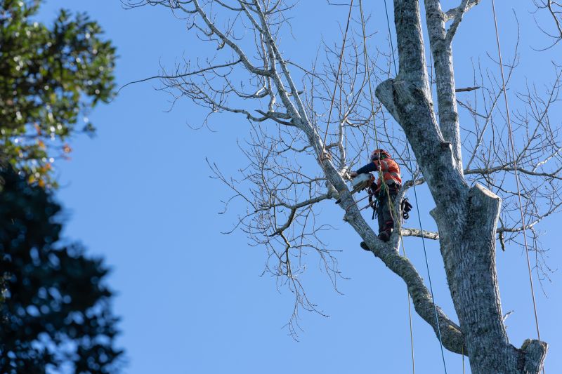 Dormant Tree Care
