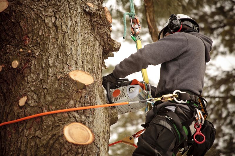 Arborist Performing Pruning