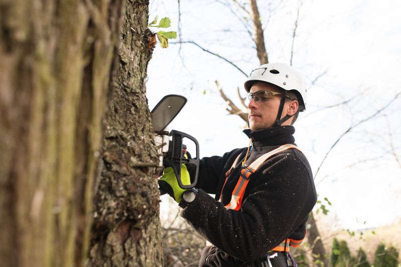 Tree Inspection by an Arborist