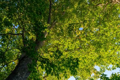 Japanese Beech