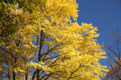 Katsura Trees